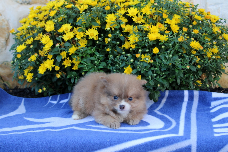 puppy, for, sale, Pomeranian, Matthew B. Stoltzfus, dog, breeder, Gap, PA, dog-breeder, puppy-for-sale, forsale, nearby, find, puppyfind, locator, puppylocator, aca